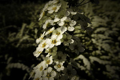 Close-up of white flowering plant