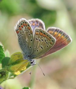 Close-up of butterfly pollinating on flower