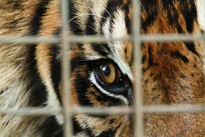 Close-up of cat in cage