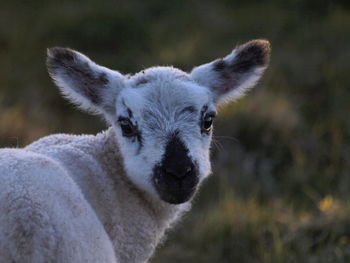 Close-up portrait of a lamb