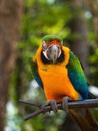 Close-up of parrot perching on branch