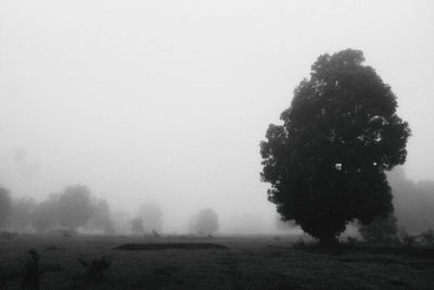 Trees on field against sky