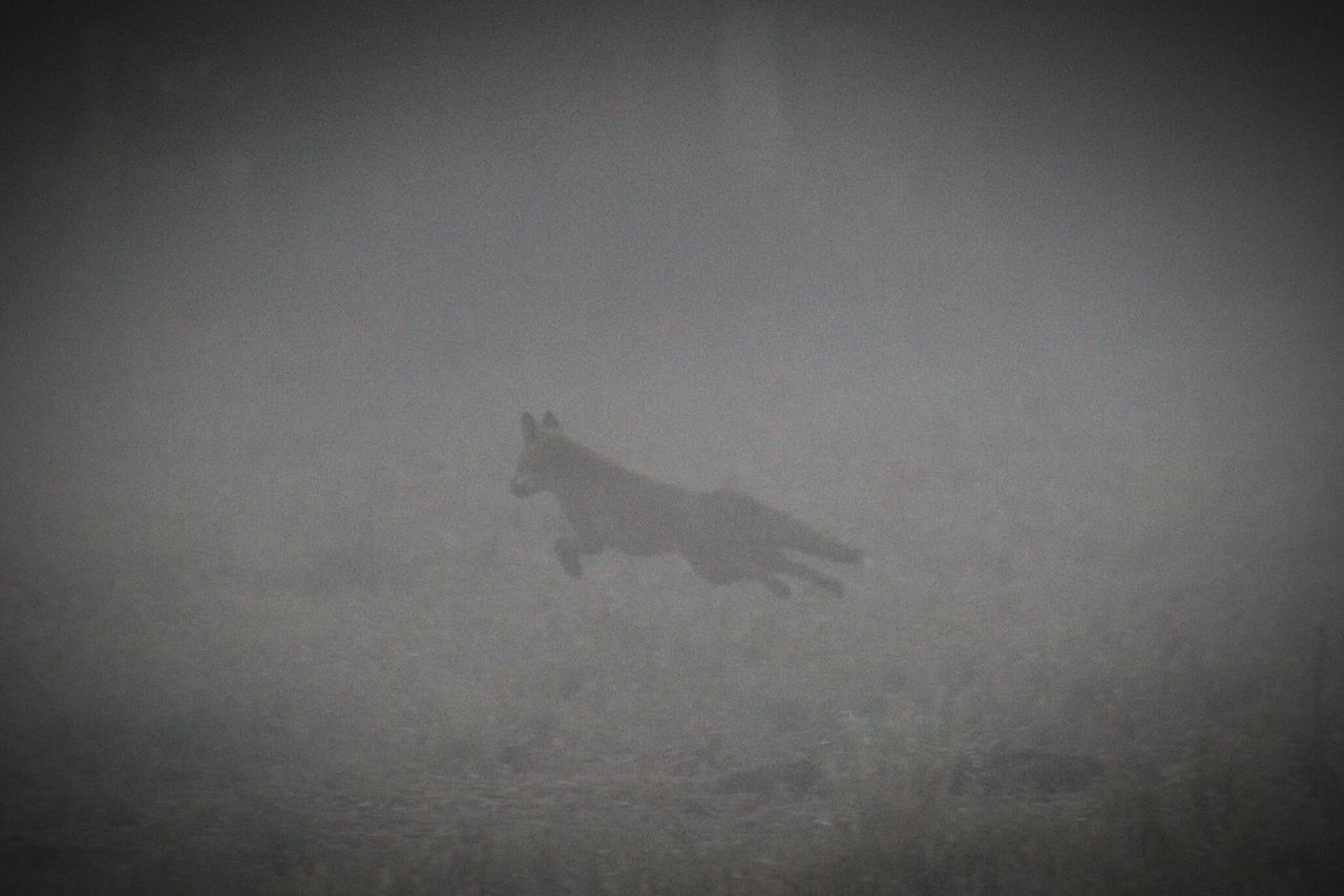 Fox on the run