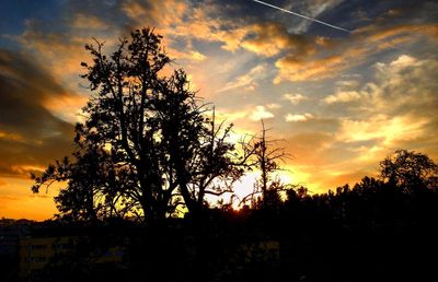 Silhouette of trees at sunset