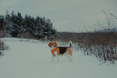 Dog standing on snow covered land