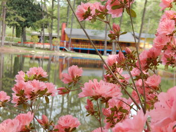 Close-up of pink flowers blooming by pond in garden