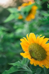 Close-up of sunflower