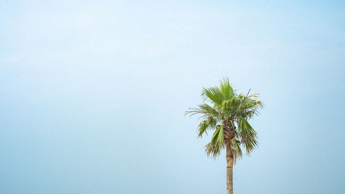 Low angle view of coconut palm tree against clear sky
