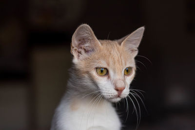 Close-up portrait of a cat looking away