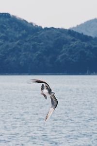 Bird flying over sea