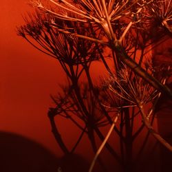 Low angle view of silhouette trees against sky during sunset