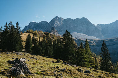 Scenic view of pine trees against sky