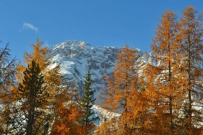 Low angle view of trees against sky during autumn