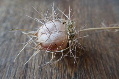 Close-up of wilted plant