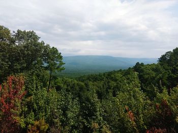 Scenic view of forest against sky