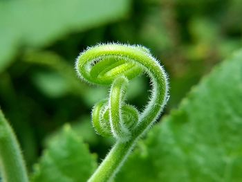 Close-up of fern