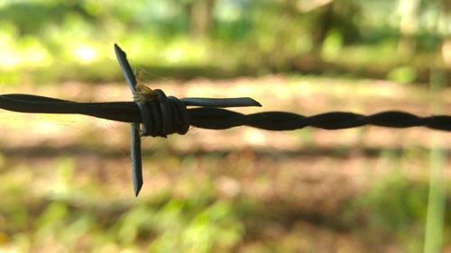 Close-up of barbed wire on plant