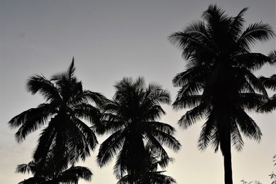 Low angle view of palm trees against clear sky