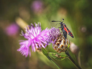 Close-up of butterfly pollinating on purple flower
