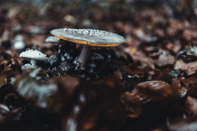 Close-up of mushroom growing on field