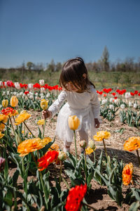 Little girl in white dress picking flower in tulip field