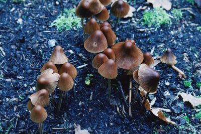 Close-up of mushrooms growing outdoors