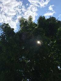 Low angle view of sunlight streaming through trees against sky