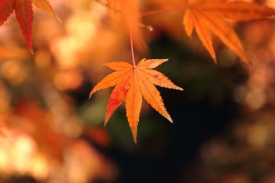 Close-up of maple leaves