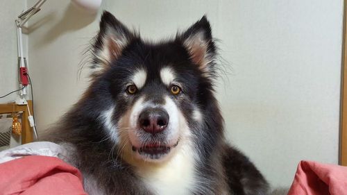 Close-up portrait of dog at home