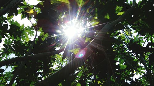 Low angle view of trees