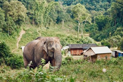 Close-up of elephant in forest