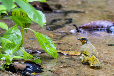 Close-up of bird on plant