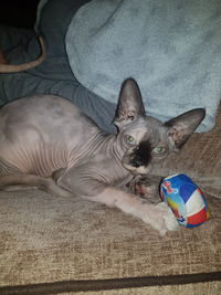 High angle portrait of cat relaxing on sofa