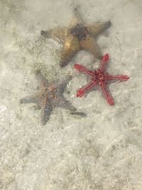 High angle view of starfish on beach