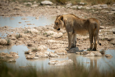 Lion stands looking left on stepping stones