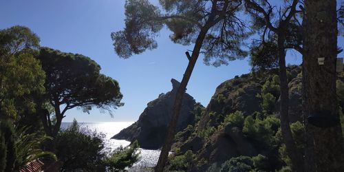 Trees growing in forest against sky