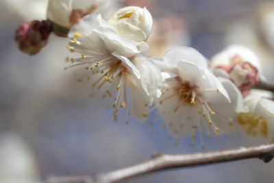 Close-up of white cherry blossom