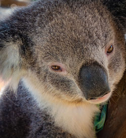 Close-up portrait of a rabbit