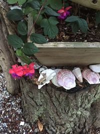 Pink flowers on stone