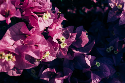 Close-up of pink bougainvillea flowers