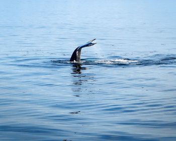 Close-up of bird swimming in sea