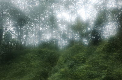 Trees growing in forest