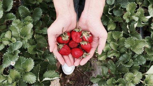 Close-up of hands holding fresh ripe strawberries