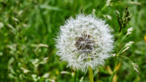 Close-up of dandelion flower