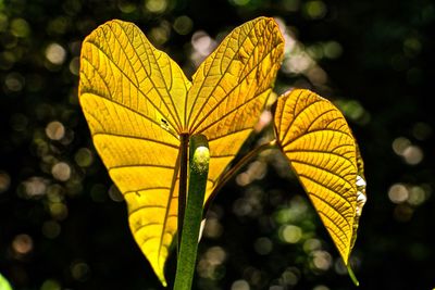 Close-up of yellow leaf