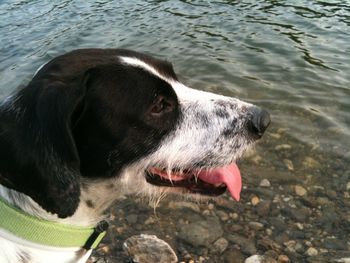 High angle view of dog in lake