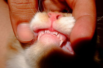 Close-up of human hand with cat