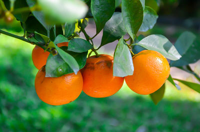 Close-up of orange growing on tree