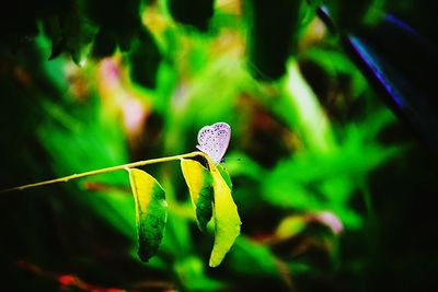 Close-up of insect on leaf