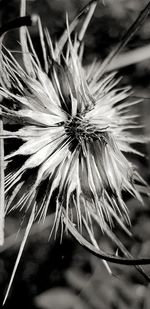 Close-up of wilted dandelion